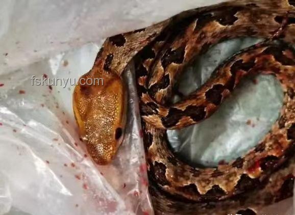 男子被蝮蛇咬伤凸显全市无适配血清困境